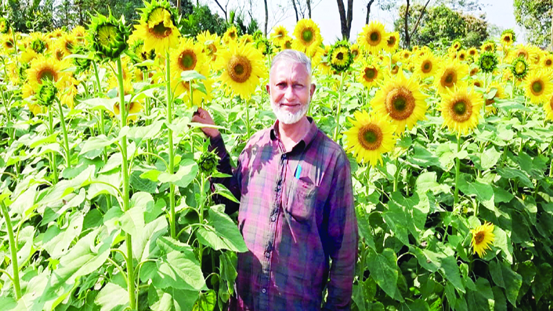 শিশির ভেজা সবুজ প্রান্তরে সারি সারি সূর্যমুখী ফুল বসন্তে হলুদ স্বপ্ন