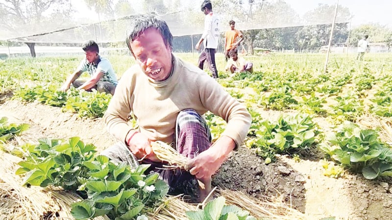 চাঁপাইনবাবগঞ্জে কৃত্রিম সার সংকটে অনিশ্চয়তায় কৃষক