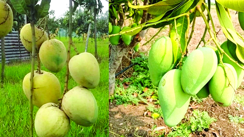 আম গবেষণায় চার দশক