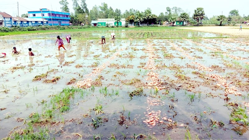 কালাইয়ে বৃষ্টিতে তলিয়ে গেছে আলু