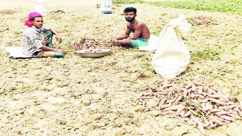 রায়গঞ্জে মিষ্টি আলু চাষে লাভবান হচ্ছে কৃষক