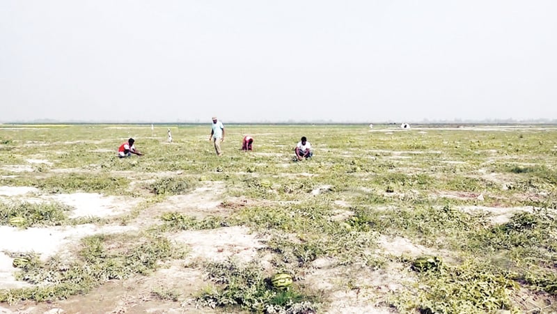 তিস্তার বালুচরে আগাম তরমুজের চাষ
