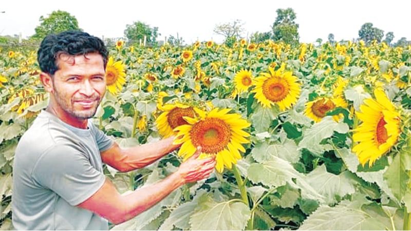 মীরসরাইয়ে কৃষকদের আশার আলো জাগাচ্ছে সূর্যমুখী