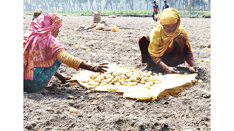 তারাগঞ্জে আলুর বাম্পার ফলনেও বিপাকে আলুচাষিরা