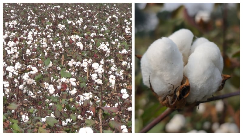 ঠাকুরগাঁওয়ে আমদানি কমাতে দ্বিগুণ লাভবান হওয়ায় সাদা সোনায় স্বপ্ন বুনছেন তুলা চাষিরা 