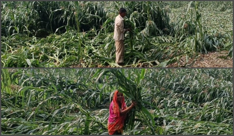 সাটুরিয়ায় কালবৈশাখী ঝড় ও শিলাবৃষ্টিতে ভুট্টা ক্ষেত লন্ডভন্ড, দিশেহারা কৃষকেরা 