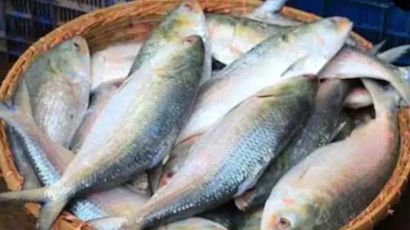 ইলিশ মাছ
