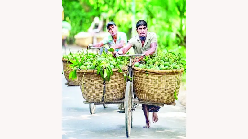 বিক্রির জন্য আম বাজারে নেওয়া হচ্ছে