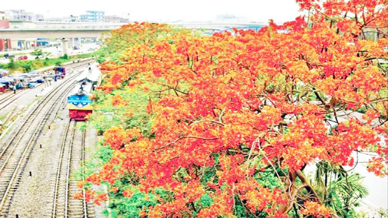 বৈশাখে সংবাদপত্রের পাতায় জায়গা করে নিচ্ছে নয়নলোভন কৃষ্ণচূড়া