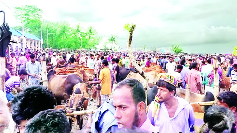 বাংলাদেশের বাজারে বিক্রেতারা নিয়ে আসছে কোরাবানির পশু  