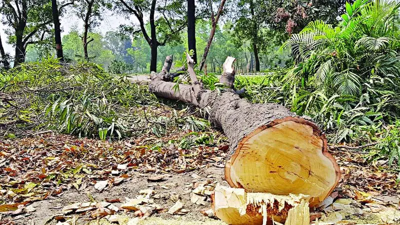 বৃক্ষ নিধন