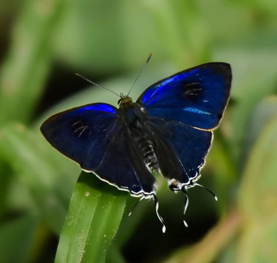 প্রজাপতি