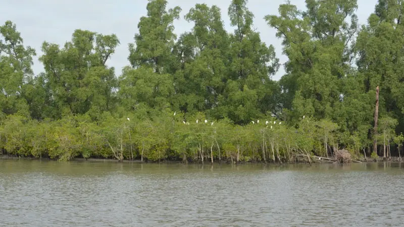 সুন্দরবন